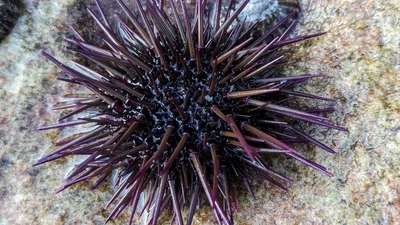 Celltype Timing Alignment Between Sea Urchin Species featured image