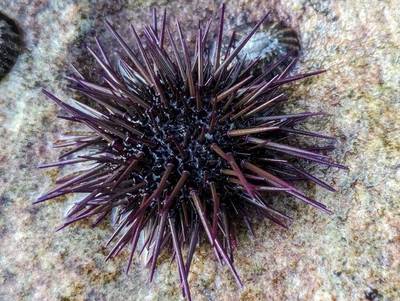 Celltype Timing Alignment Between Sea Urchin Species featured image
